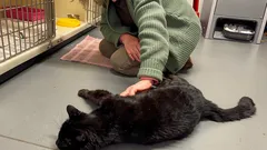 12 Jahre verschwunden, dann wieder da: Die Katze erkannte ihr Frauchen sofort