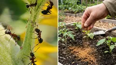 Ameisen marschierten in Kolonnen durchs Grundstück – bis ich dieses Gewürz streute: weg