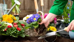 Welche Blumen kann man im April direkt ins Freiland säen? Eine einfache Liste ohne Aufwand