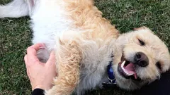 Warum Hunde sich am Bauch streicheln lassen wollen: Es geht nicht nur um Genuss