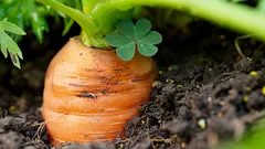 Wächst bei jedem Wetter – die besten Zeitpunkte für die Aussaat von Karotten im Frühling