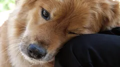 Eine Geste wilder Vorfahren: Warum legt der Hund seinen Kopf auf sein Herrchen oder Frauchen?