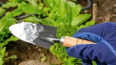 Gewöhnliches Natron gegen Schädlinge: Schnelle und günstige Methode, um die Ernte zu schützen