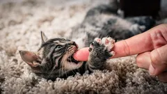 Kätzchen beisst und kratzt? So gewöhnst du es sanft diese Angewohnheit ab