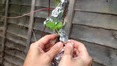 Hält Alufolie Gartenschädlinge fern? Ein Gärtner gibt die Antwort