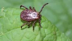 Zecken verschwinden aus Ihrem Garten – ein Gärtner nennt Pflanzen, die Sie setzen sollten