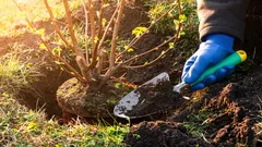 Der schlimmste Fehler im Garten: 10 Sträucher, die man nie in Hausnähe pflanzen sollte